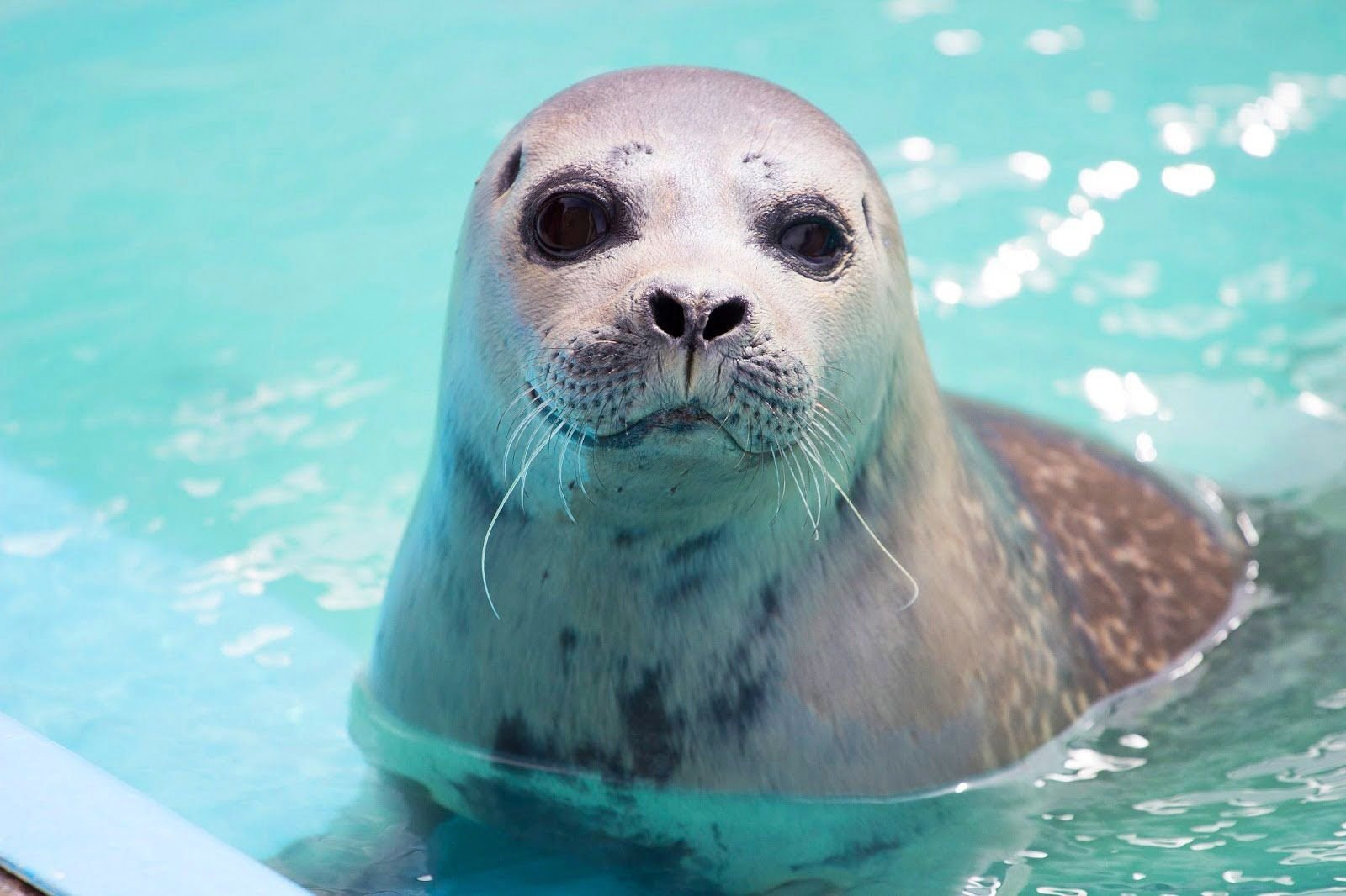 Explore Mablethorpe - Mablethorpe Seal Sanctuary