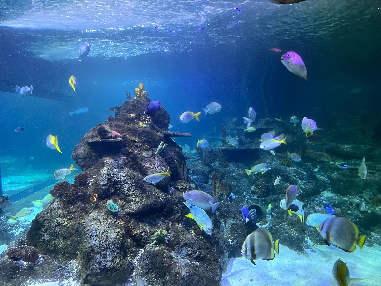 Explore Skegness - Skegness Aquarium