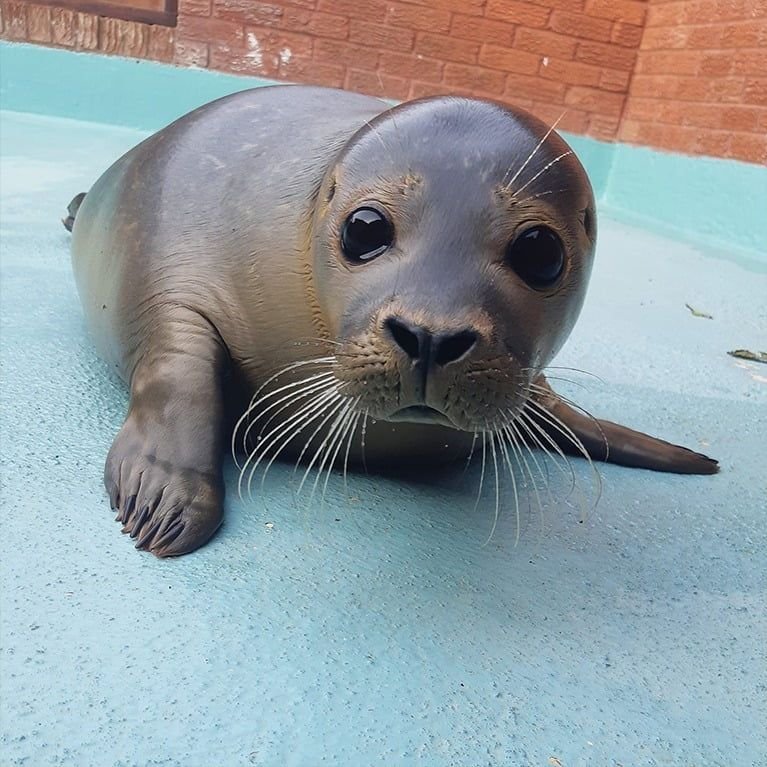 Explore Skegness - Natureland Seal Sanctuary