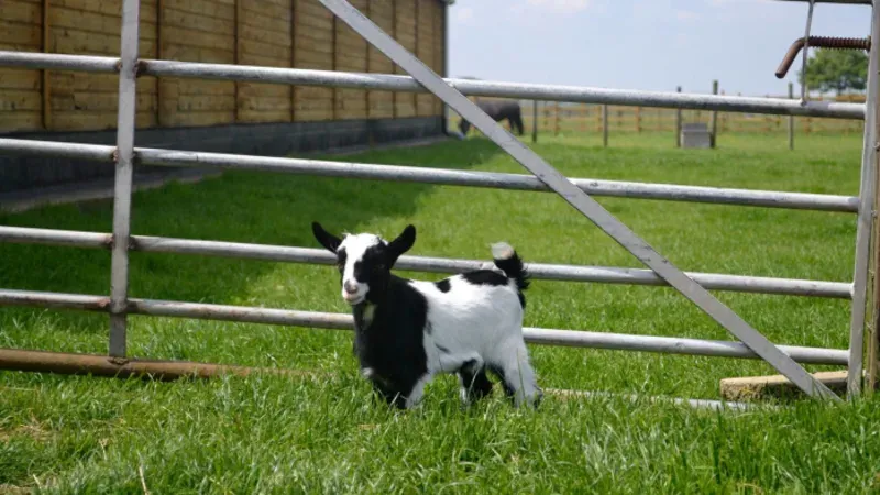 Explore Skegness - Hardy's Animal Farm